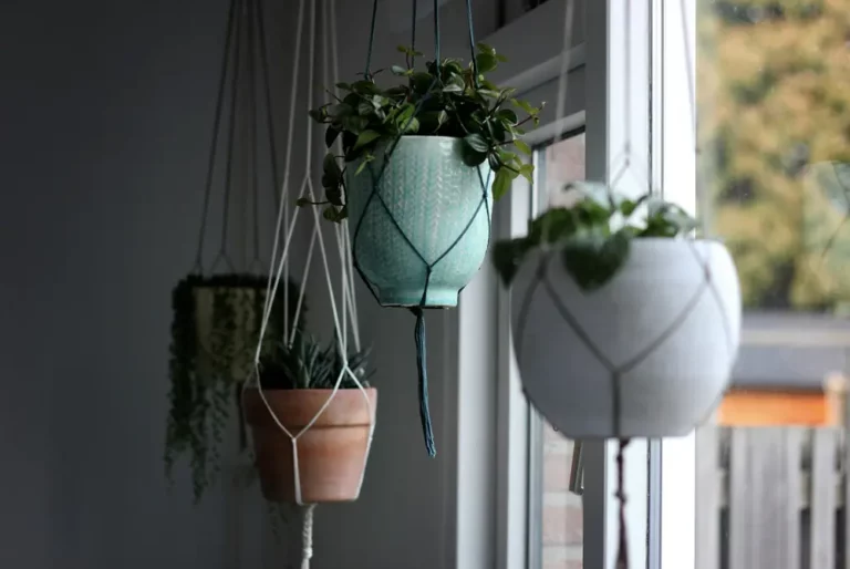 Top Cat-Friendly Hanging Plants for a Safe and Lush Home