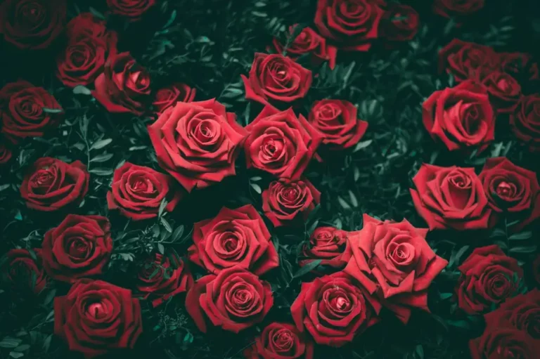 Ultimate Guide: Preserve Roses Forever with Artful & Elegant Methods