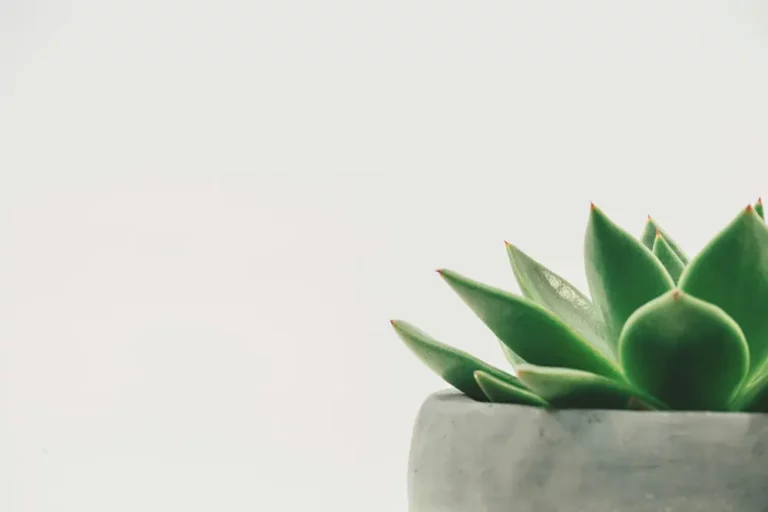 Future-Proof Your Garden: How to Propagate Succulents with Tech & Sustainability