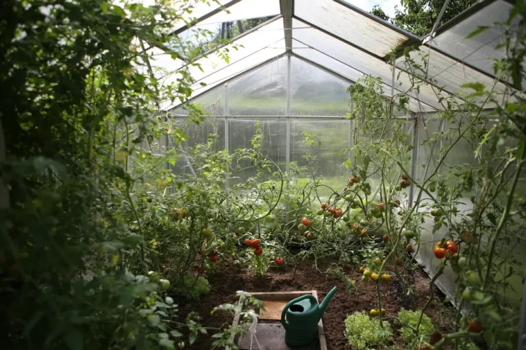 10 Small Greenhouse Ideas for Urban Gardens: Tips & Maintenance