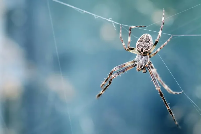 Spider Infestation? How Long Spiders Linger & When to Call Experts