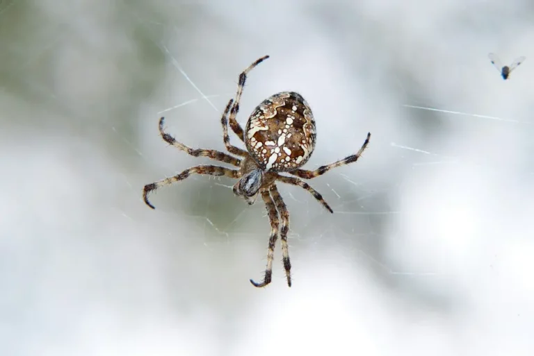 Can Raid Kill Spiders? A Guide on Effective Application and Safety